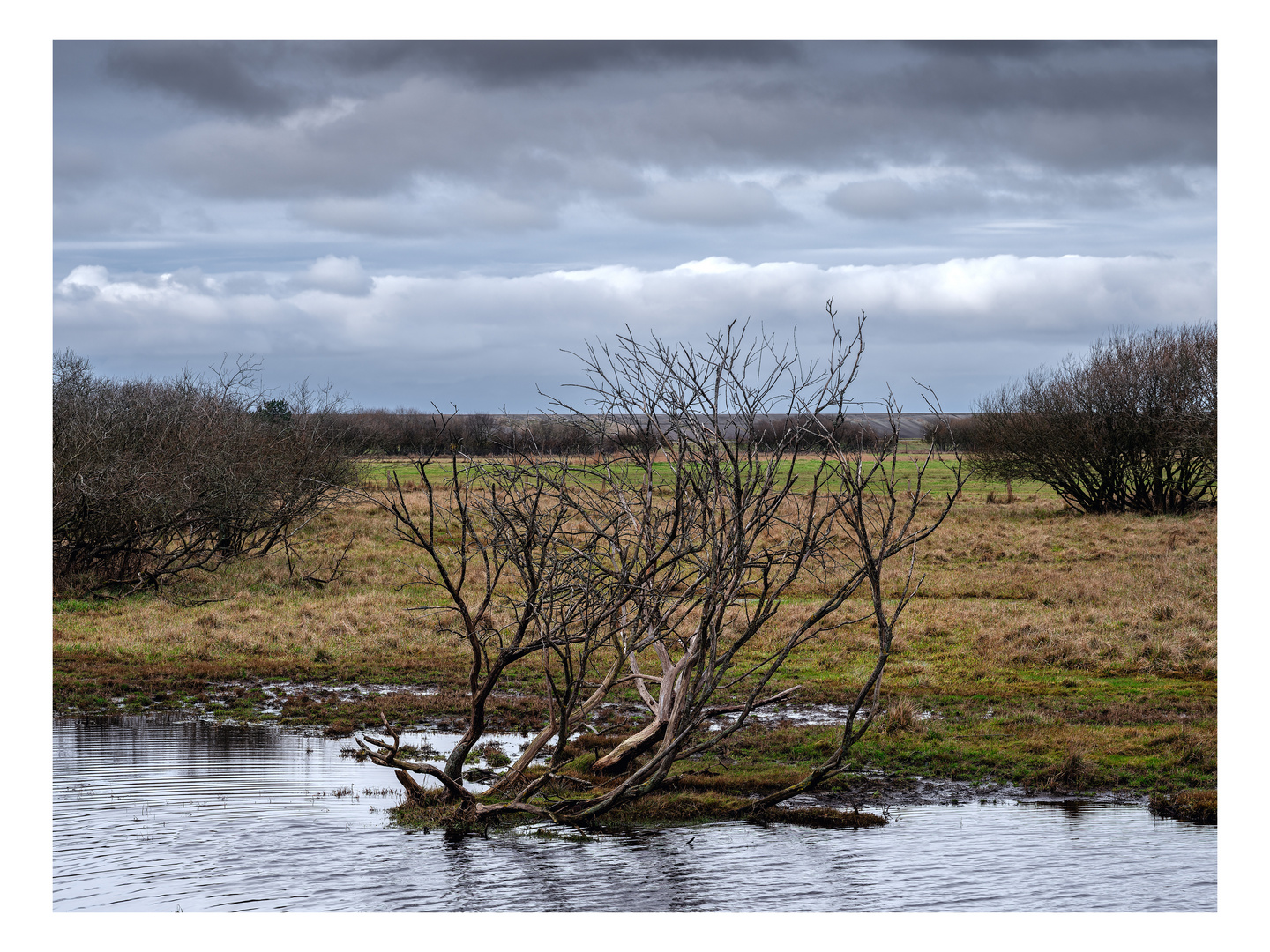 Wetlands 3