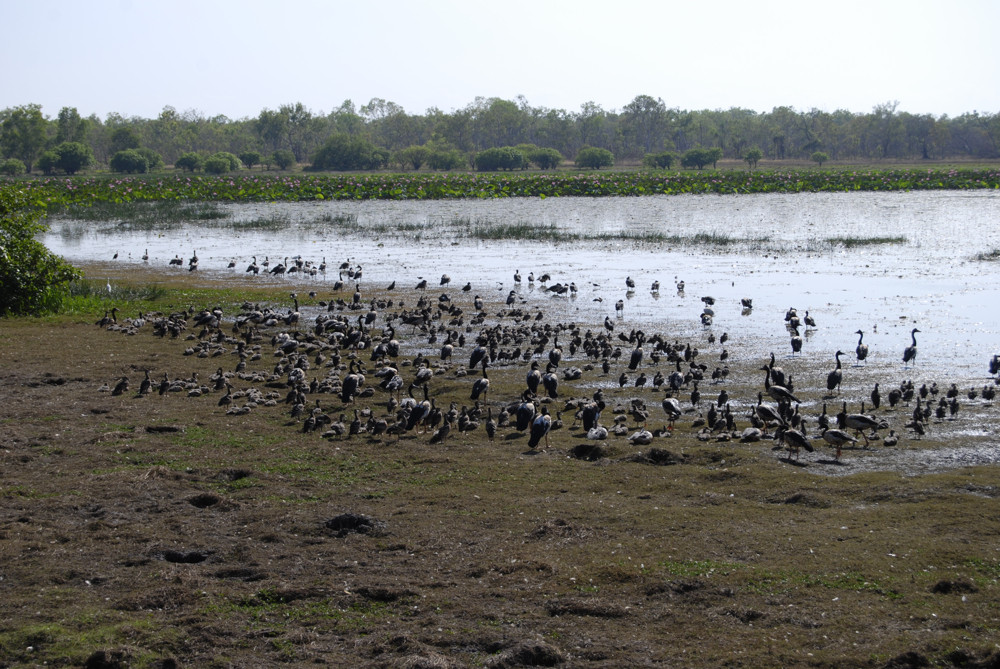 Wetlands