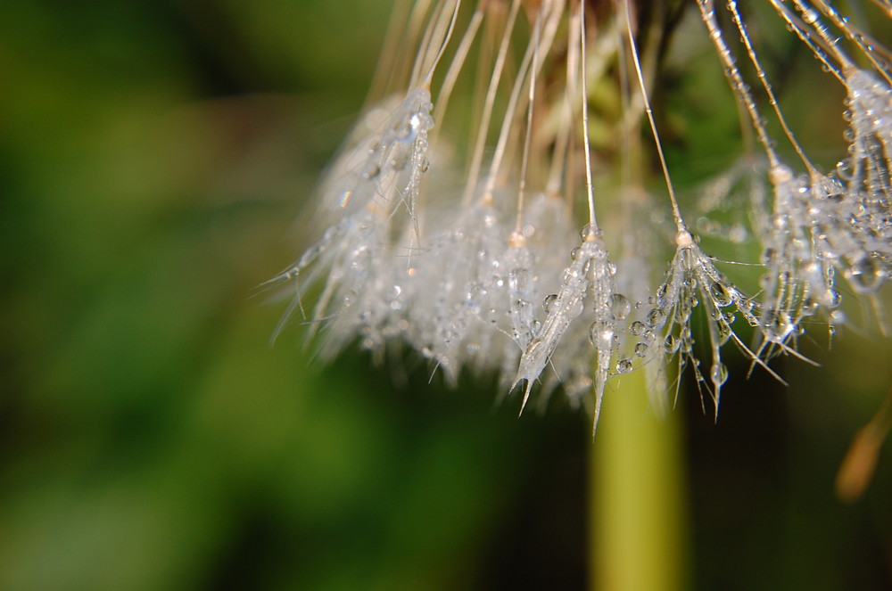 wetly blowball