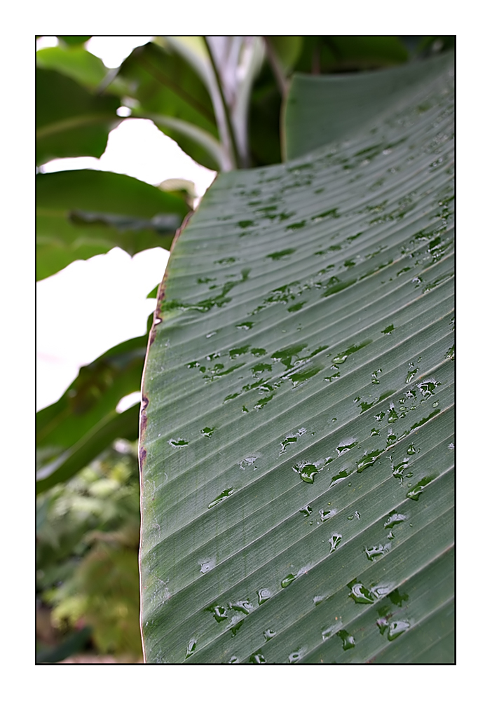 WetPalm