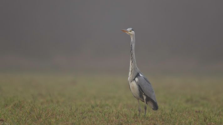 Wetter grau in grau plus Graureiher