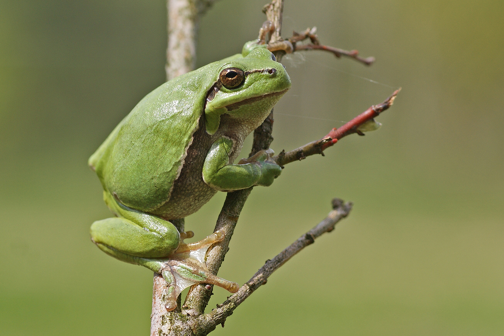 Wetter-Laubfrosch (Hyla arborea)