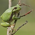 Wetter-Laubfrosch (Hyla arborea)