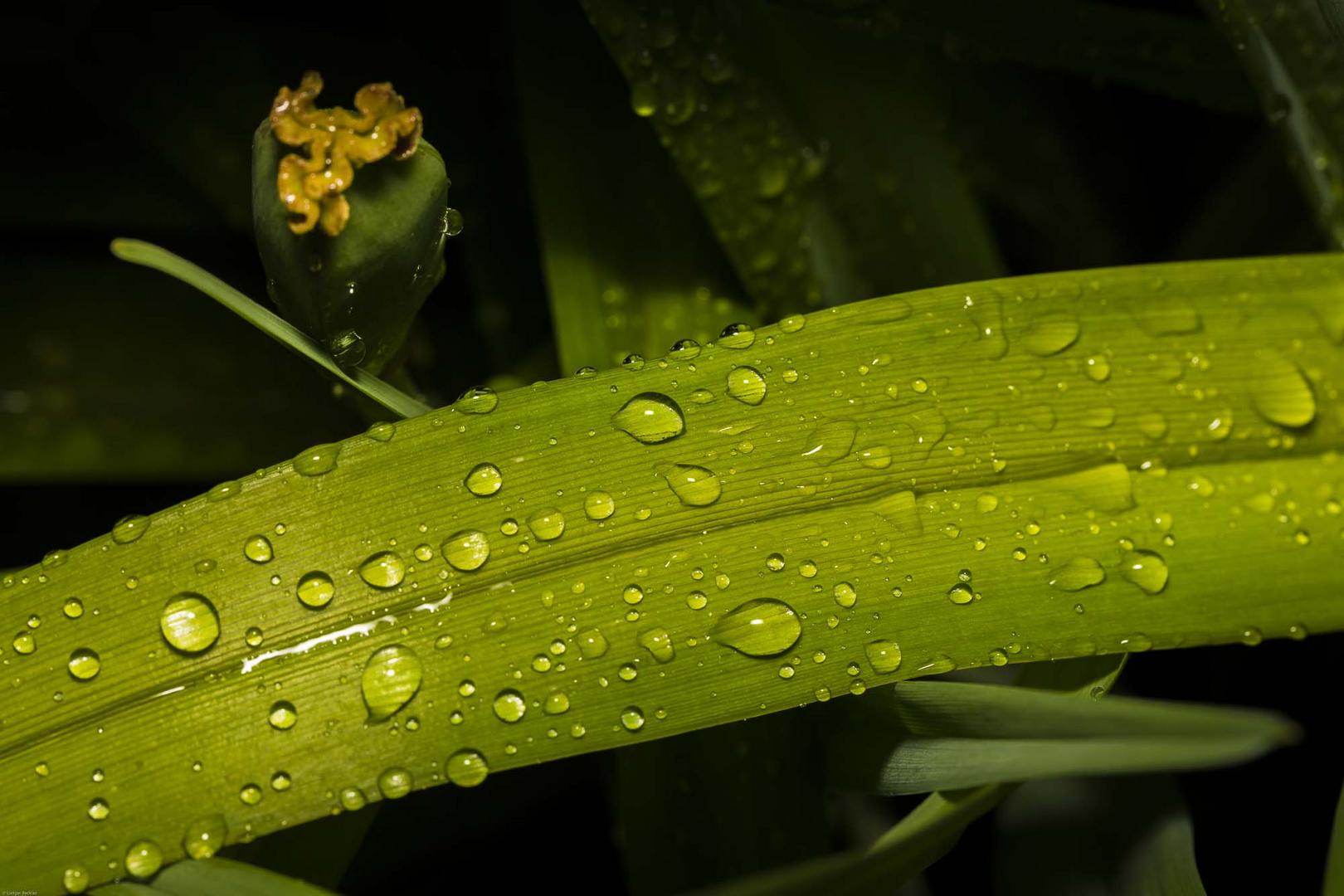 Wetter, Regen, Tropfen, Blumen 