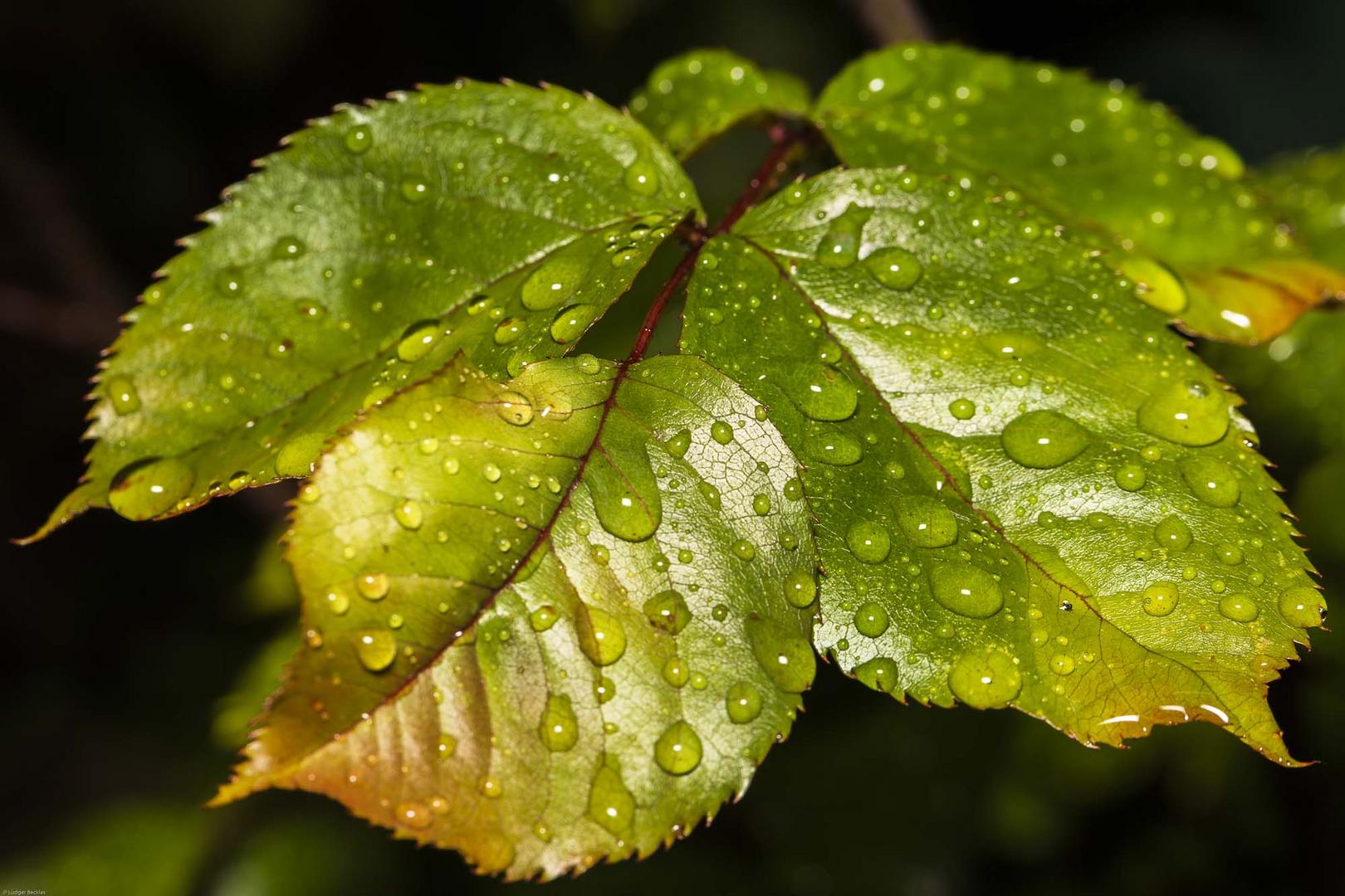 Wetter, Regen, Tropfen, Blumen 