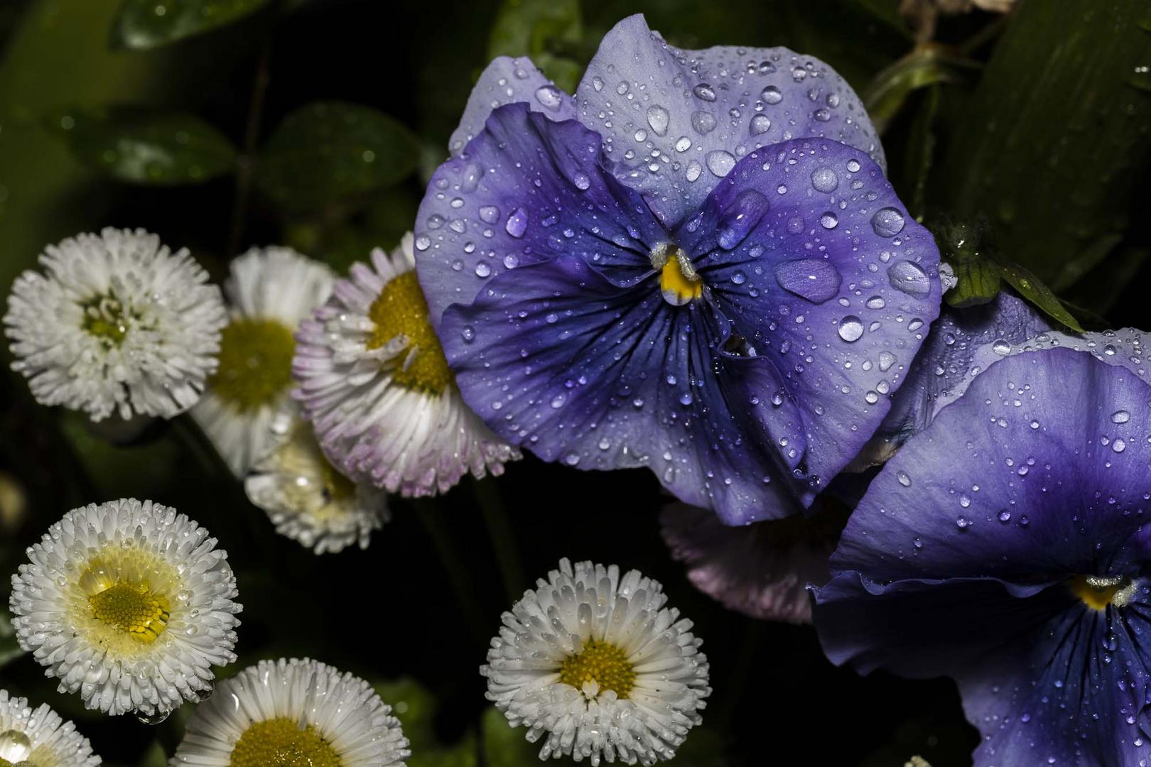 Wetter, Regen, Tropfen, Blumen 