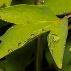 Wetter, Regen, Tropfen, Blumen 