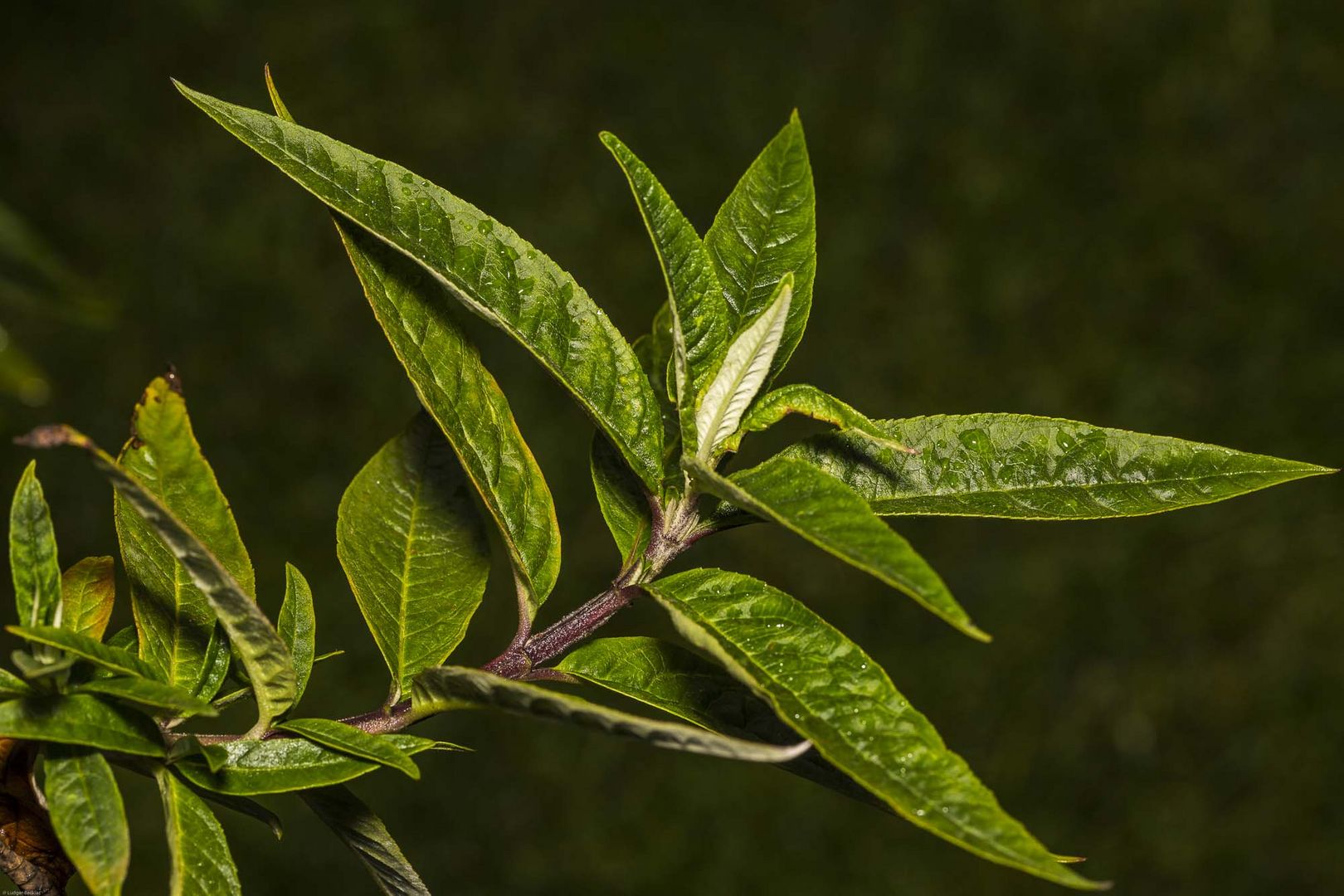 Wetter, Regen, Tropfen, Blumen 