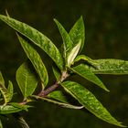 Wetter, Regen, Tropfen, Blumen 