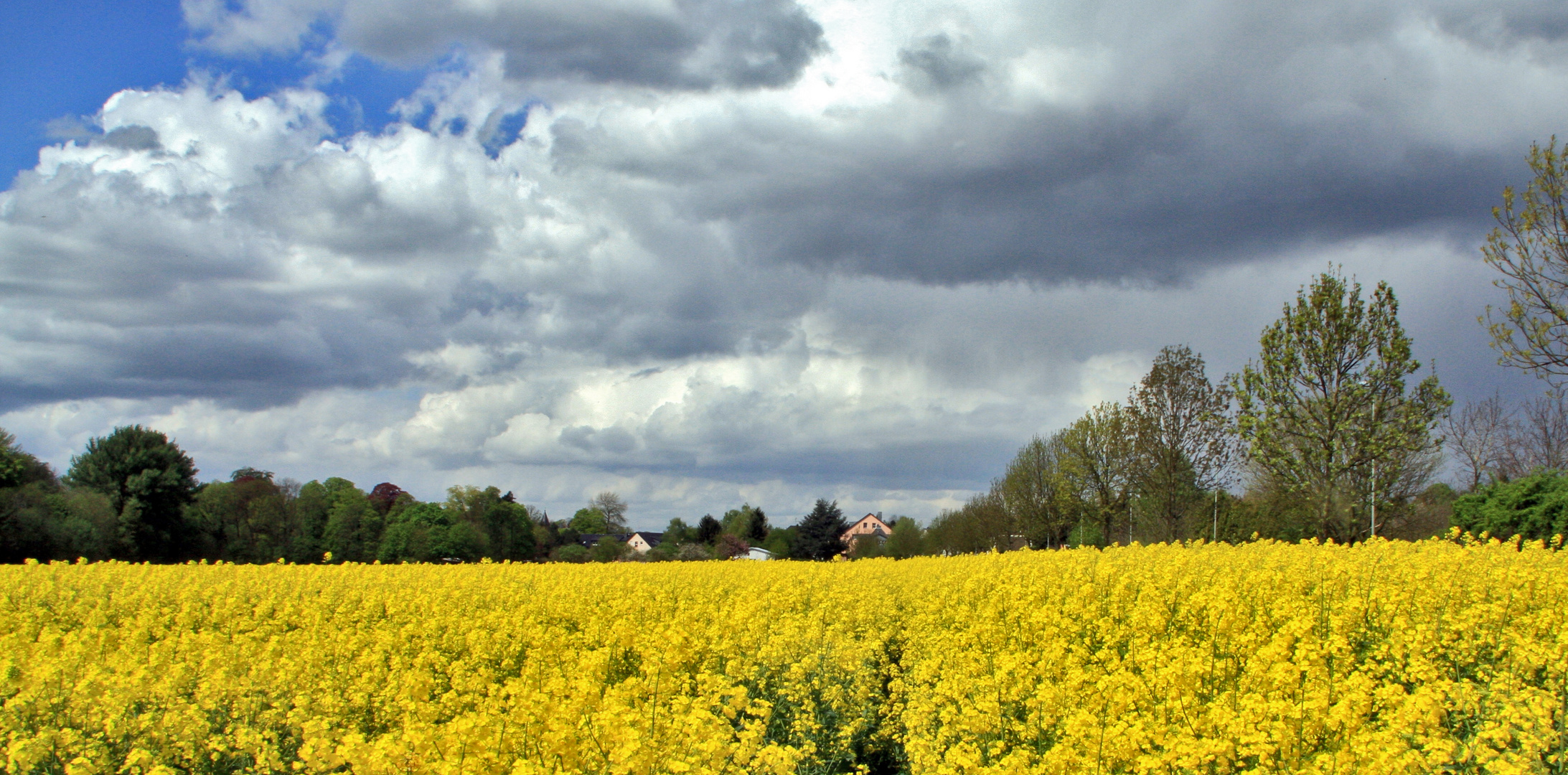 Wetter übern Rapsfeld..