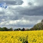 Wetter übern Rapsfeld..