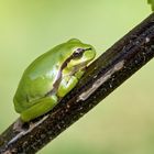 Wetter wird gut Wetterfrosch auf dem weg nach oben.