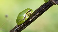 Wetter wird gut Wetterfrosch auf dem weg nach oben.