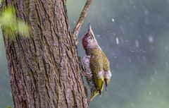 Wetter zum Schütteln