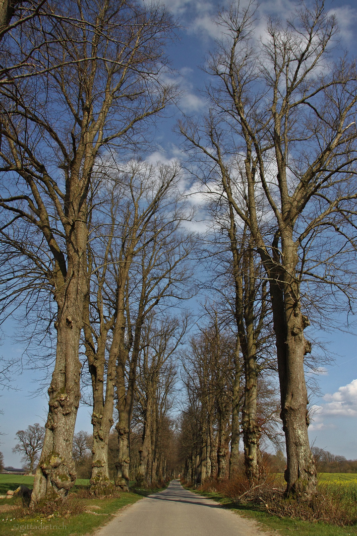 Wetterade Allee