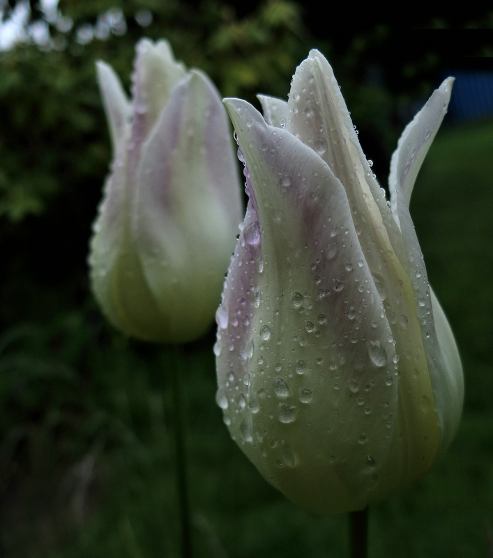 Wetteraussichten naß