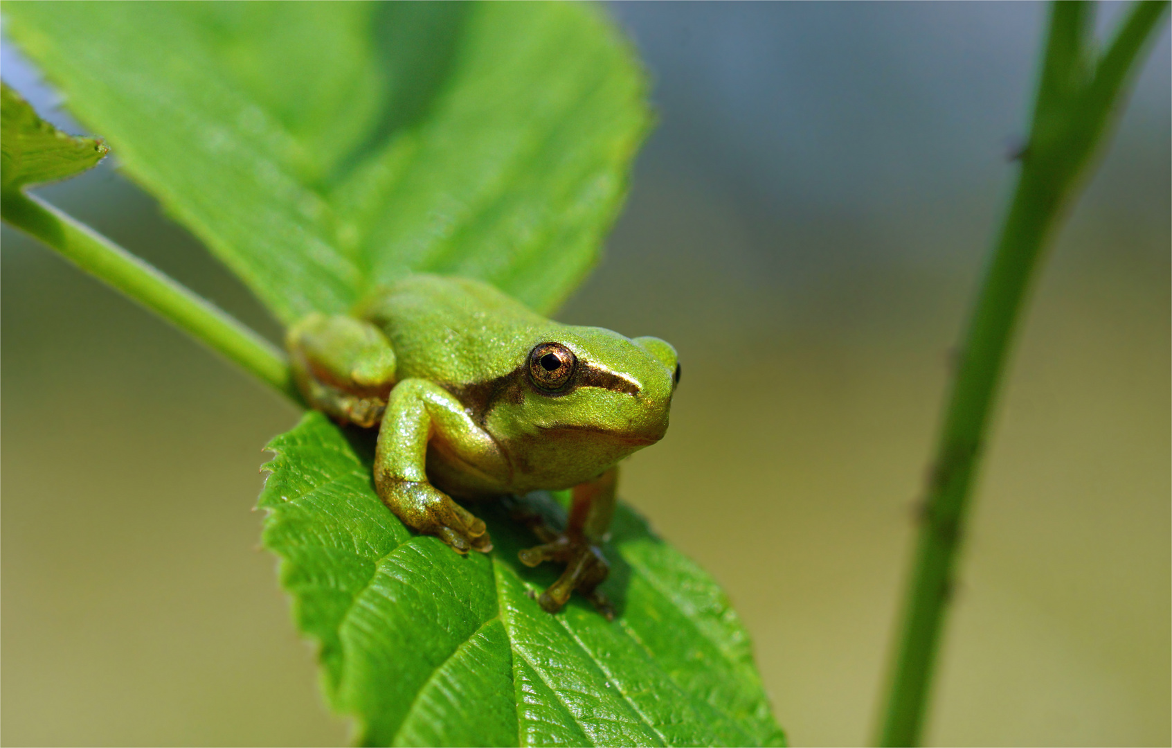 "Wetterbarometer"- Laubfrosch (Hyla arborea)