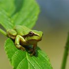 "Wetterbarometer"- Laubfrosch (Hyla arborea)