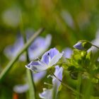 Wetterblümchen