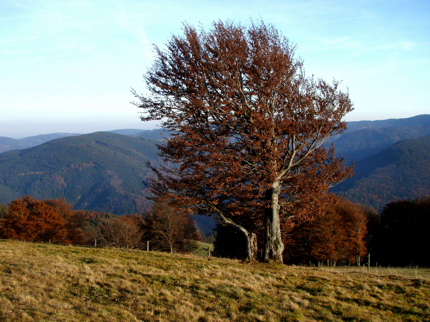 Wetterbuche auf dem Schauinsland