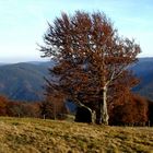 Wetterbuche auf dem Schauinsland