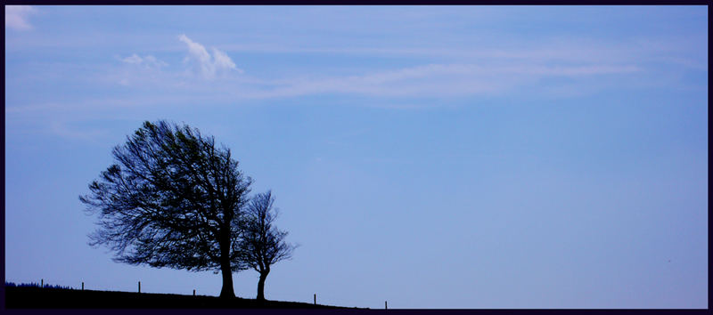 Wetterbuche Schauinsland / Freiburg