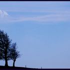 Wetterbuche Schauinsland / Freiburg