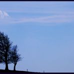 Wetterbuche Schauinsland / Freiburg