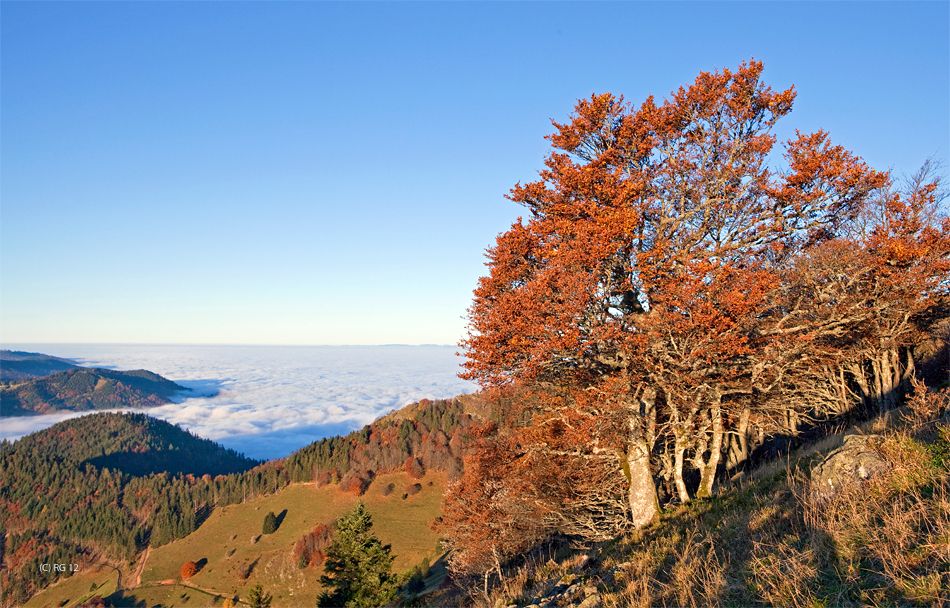 wetterbuchen am belchen