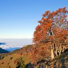 wetterbuchen am belchen