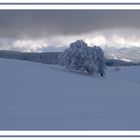 Wetterbuchen am Schauinsland