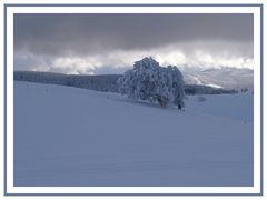 Wetterbuchen am Schauinsland