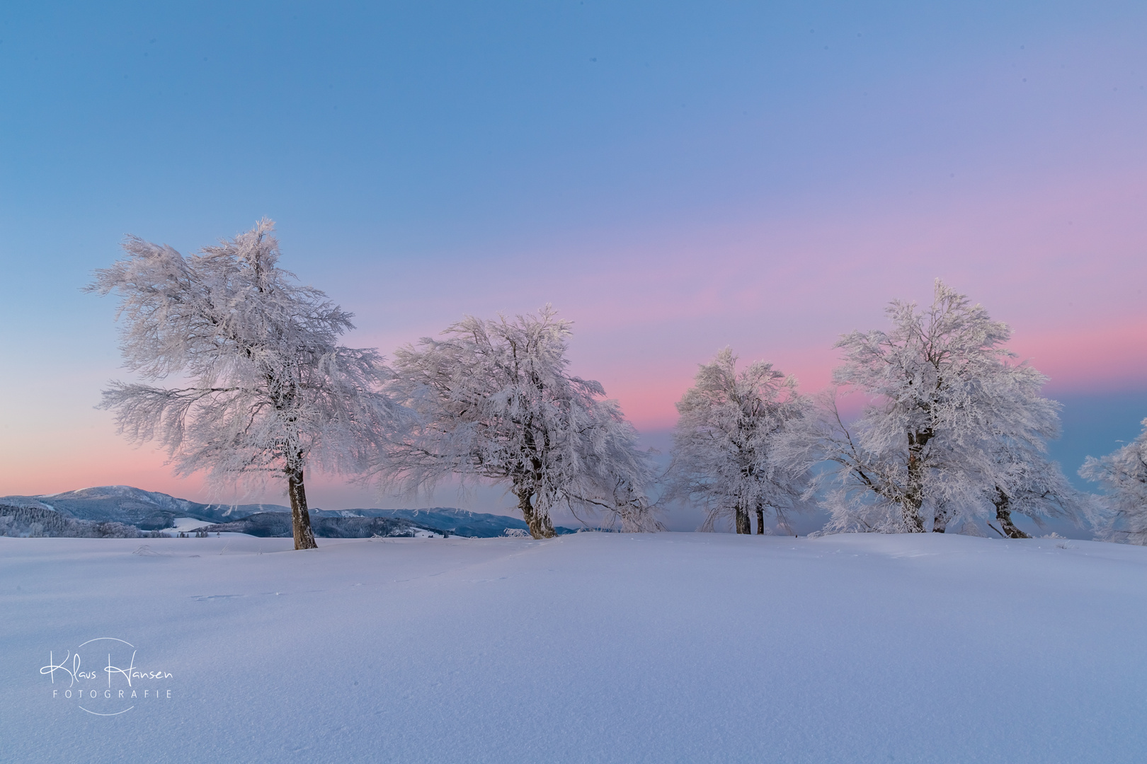 Wetterbuchen am Schauinsland