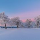 Wetterbuchen am Schauinsland