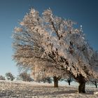 Wetterbuchen am Schauinsland