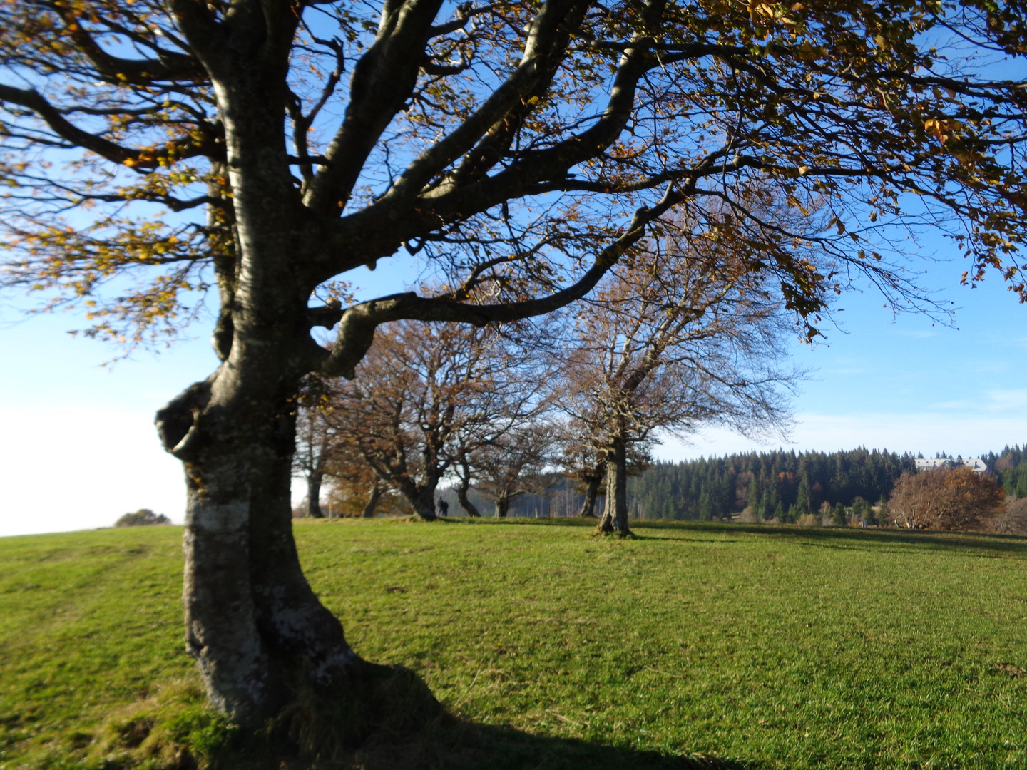 Wetterbuchen am Schauinsland II