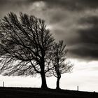 Wetterbuchen auf dem Schauinsland