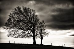 Wetterbuchen auf dem Schauinsland