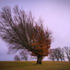 wetterbuchen im herbst 