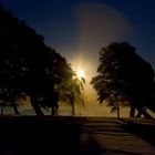 Wetterbuchen im Sonnenuntergang