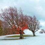 Wetterbuchen im Sturm