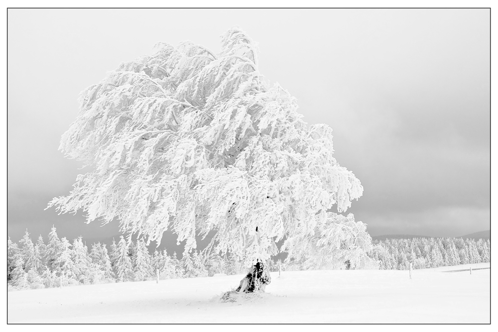 Wetterbuchen im Winter 2008