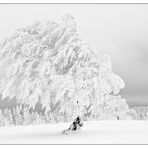 Wetterbuchen im Winter 2008