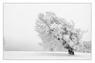 Wetterbuchen im Winter von Gregor Luschnat GL-ART-PHOTOGRAPHY