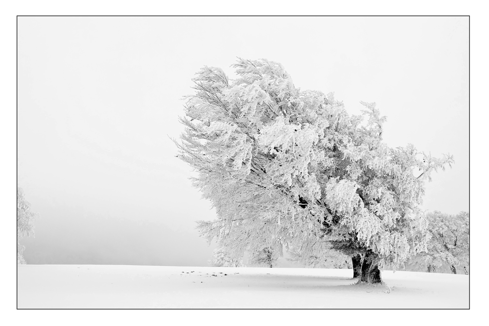 Wetterbuchen im Winter