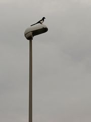 Wetterdienst-Elster: "Es wird gleich regnen." / La gazza del servizio meteo: "Farà pioggia."