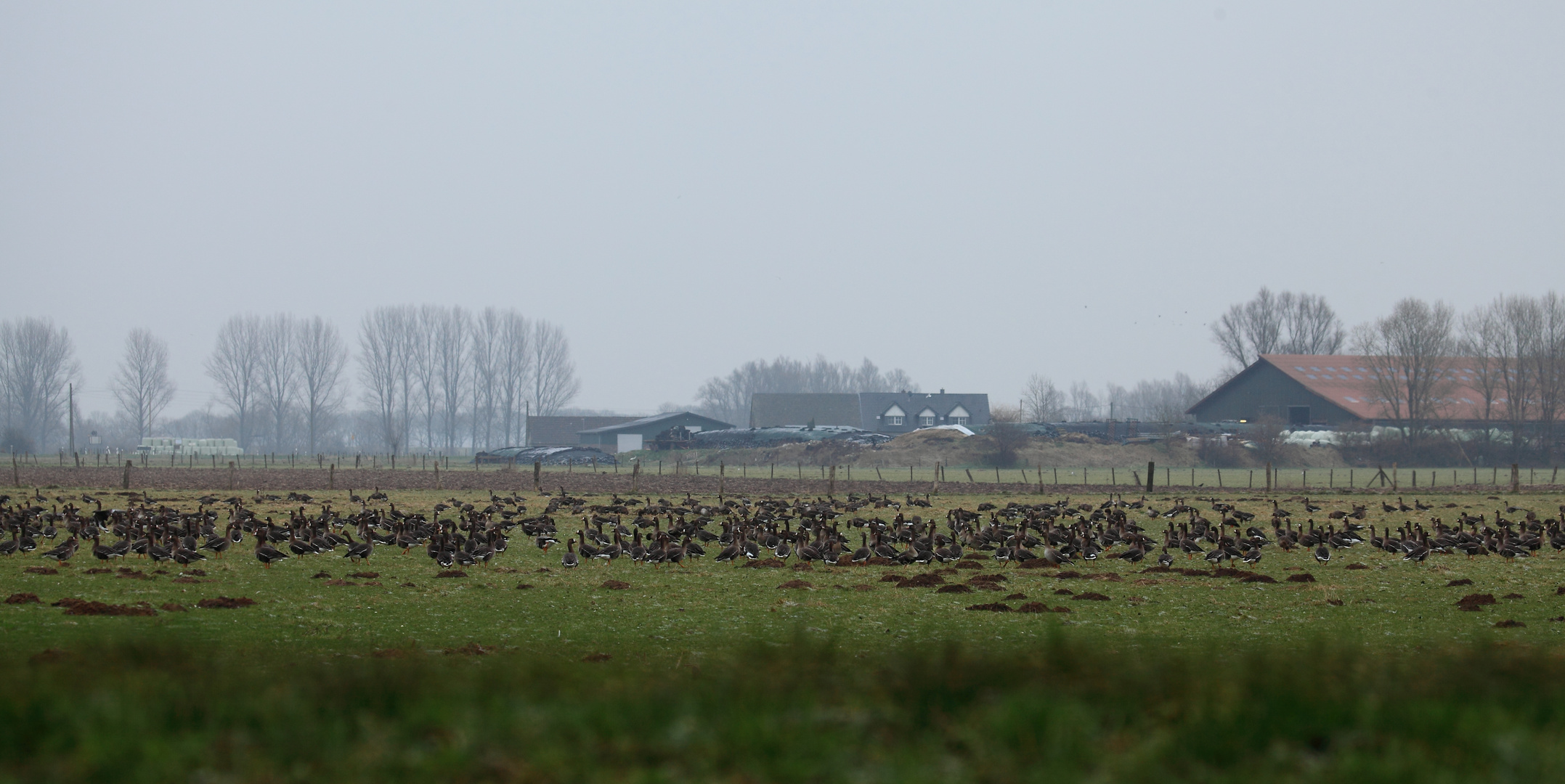 Wetterdoku mit Wildgänsen am Niederrhein