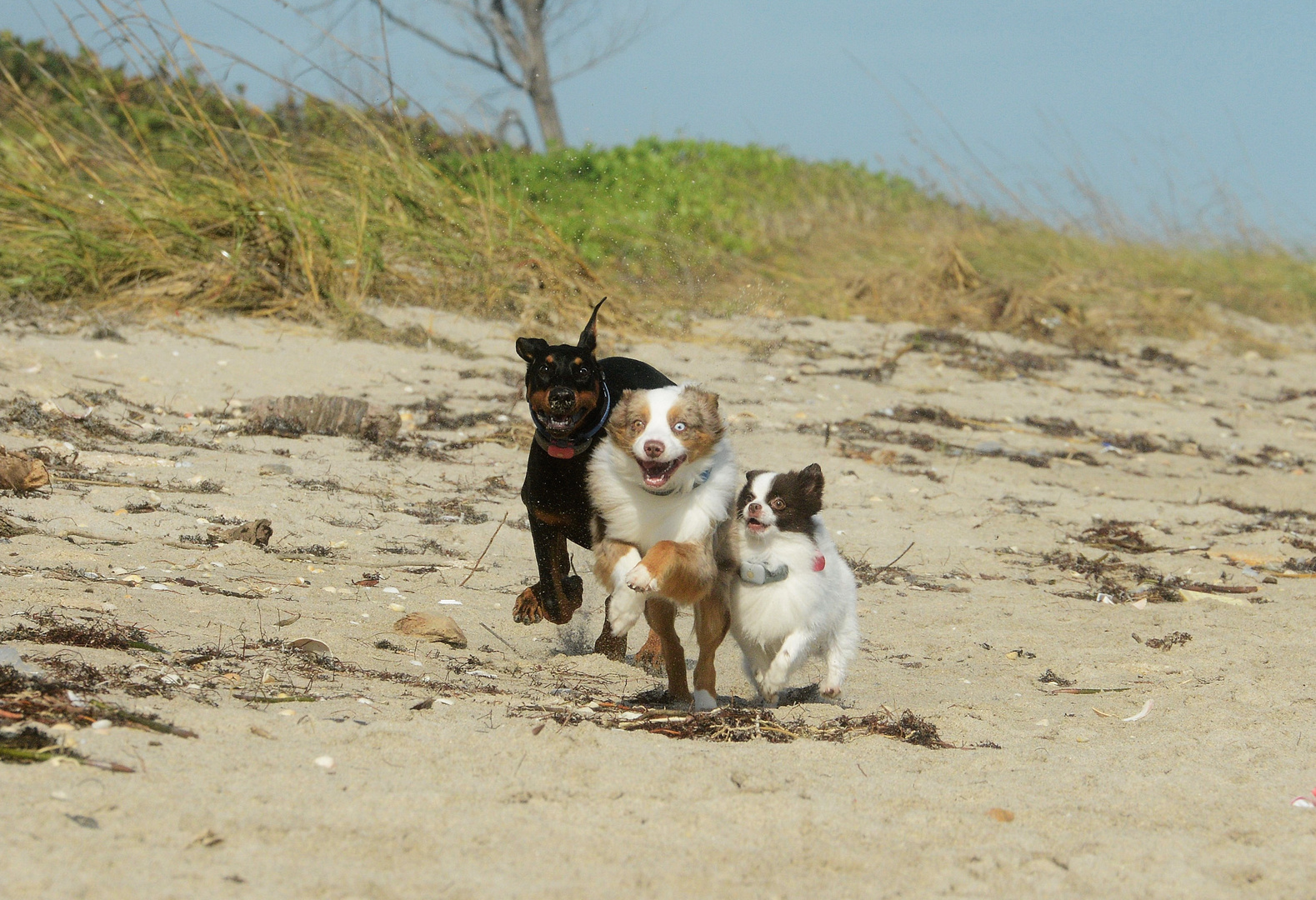 Wetterennen am Hundestrand von Florida