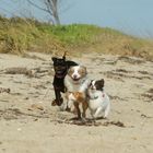 Wetterennen am Hundestrand von Florida