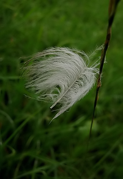 Wetterfähnchen